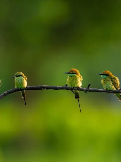A family of Green Bee-eaters lined up on a branch. It's a charming scene, like a family meeting, with one member bringing a gift of nesting material.