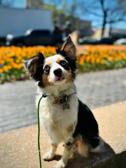 Meet Sage, Rosie's sister, who also graduated. This beautiful mini Aussie also worked on confidence building and basic obedience.