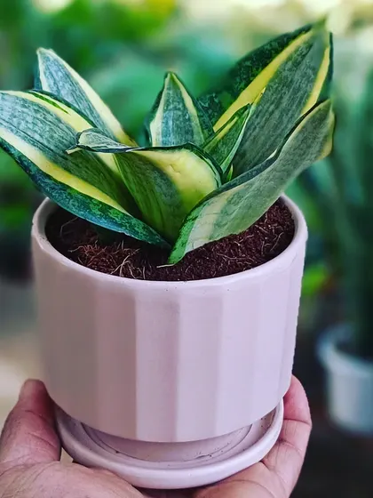 This small, ribbed ceramic pot in a soft pink comes with a matching saucer, making it perfect for a desk or side table. It's holding a Sansevieria, a popular low-maintenance indoor plant that I can provide and pot for you.
