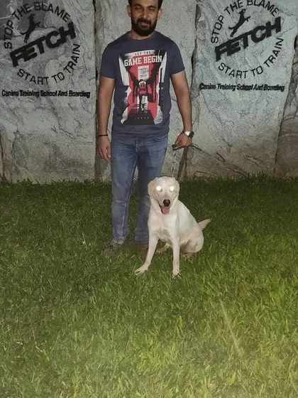 This handsome white Labrador is another proud graduate of the Fetch Canine Training School.
