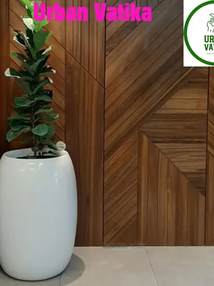 A Fiddle Fig plant in a sleek white planter against a beautiful wooden wall, a perfect example of modern indoor plant styling.