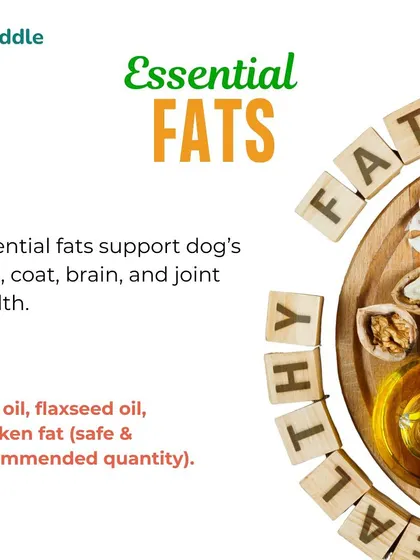 Healthy fats are crucial for a shiny coat, brain health, and strong joints. This image illustrates sources like fish oil and flaxseed oil, explaining their role in your dog's diet when used in the right quantity.