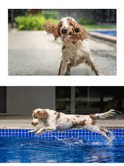 Let them be free. This action shot of Chase the Cocker Spaniel mid-flight as he dives into the pool captures the essence of my outdoor sessions. It's all about creating an environment where your pet can play, explore, and show off their true, joyful spirit.