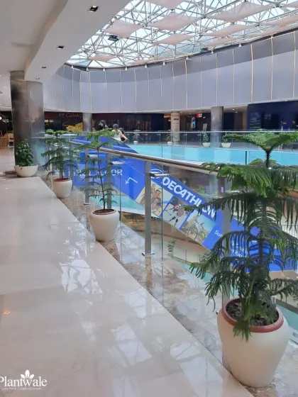 An installation of Araucaria plants, also known as Norfolk Island Pines, in a shopping mall. Their unique, symmetrical shape adds a touch of formal elegance to the bright and open space.