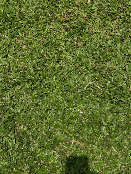 Another close-up of healthy Pearl grass, showing its consistent color and growth.