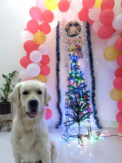 The holidays are here, and this handsome Golden Retriever is ready to celebrate. I help you create festive memories with your pet, complete with decorations and a happy, safe atmosphere.