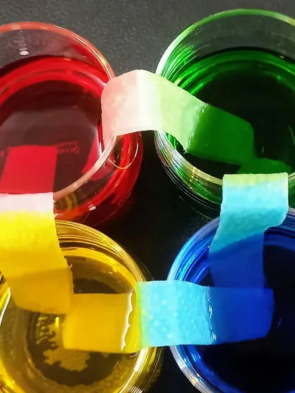 Our "walking water" experiment in action. Children watch as colored water travels up the paper towels, mixing to create new colors in the empty glasses, demonstrating the principle of capillary action.