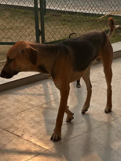 This is one of our rescued indie dogs. Our home is always open for them. They are a permanent part of the Poochkins family.