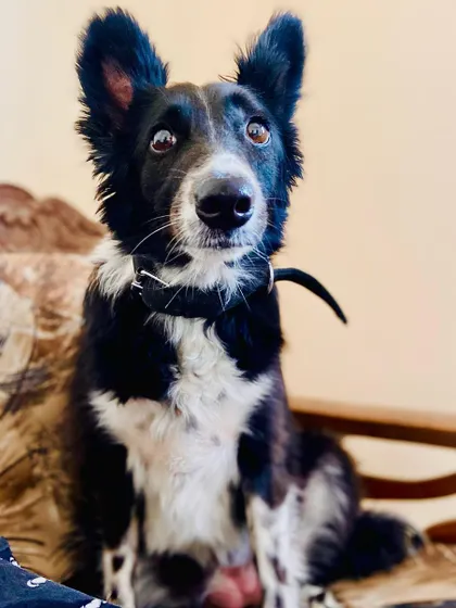 Meet Chunmun, a beautiful indie dog with the most expressive eyes. He is a proud Indian dog, and his gentle nature makes him a favorite among all the animals here.