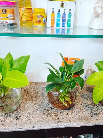 Golden Pothos in simple, round glass bowls. This is an easy and affordable way to start with hydroponic plants at home.