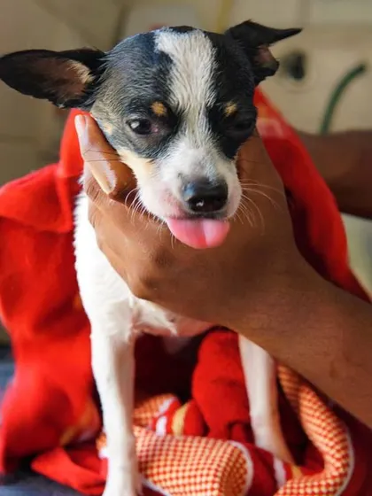 A post-bath cuddle for Tweety. Her big ears and expressive eyes just melt our hearts. It's a joy to groom dogs of all sizes.