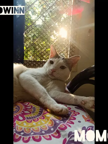 Momo is soaking up the sunbeams. I make sure there are plenty of sunny spots for cats to enjoy their favorite activity: napping in a warm patch of light.