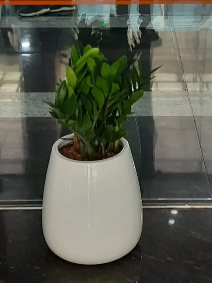 A small ZZ plant in a white pot, perfect for placing on floors in hallways or next to furniture in a corporate setting.
