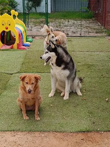 Friends just hanging out. Our play area is designed for both high-energy fun and moments of calm socialization between different breeds.
