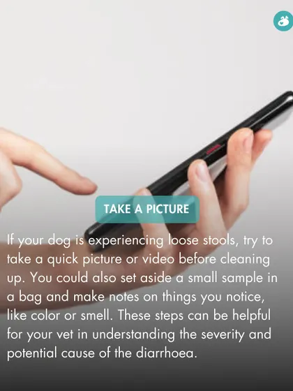 If your dog has loose stools, taking a picture or video before cleaning up can be very helpful for your vet. This tip also suggests noting details like color and smell to aid in diagnosis.