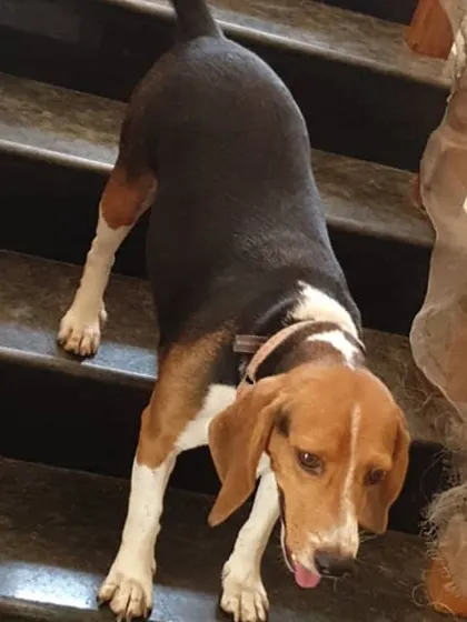 A beagle confidently navigating the stairs, a simple activity that builds confidence in a home environment.
