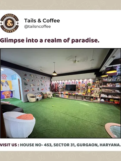 A glimpse into our realm of paradise. This wide shot shows our spacious indoor play area with its green turf, comfy seating for humans, and shelves stocked with toys and supplies.
