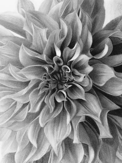 The complete flower head, showcasing the realistic volume and texture achieved with pencil.