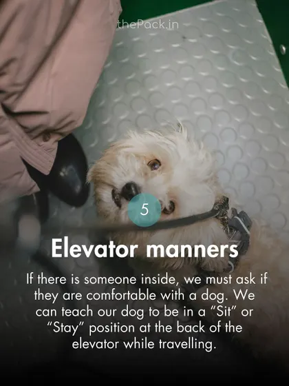 Elevator manners are important. Always ask if fellow passengers are comfortable, and teach your dog to sit or stay calmly during the ride.