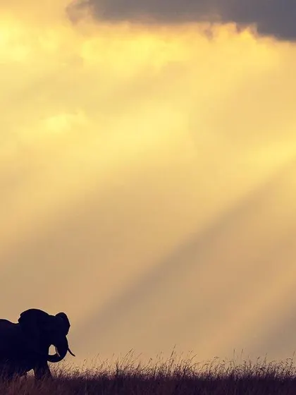 The silhouette of a lone African elephant against dramatic sunbeams breaking through the clouds. This is a perfect example of using light to create a moody, atmospheric, and artistic wildlife photograph.