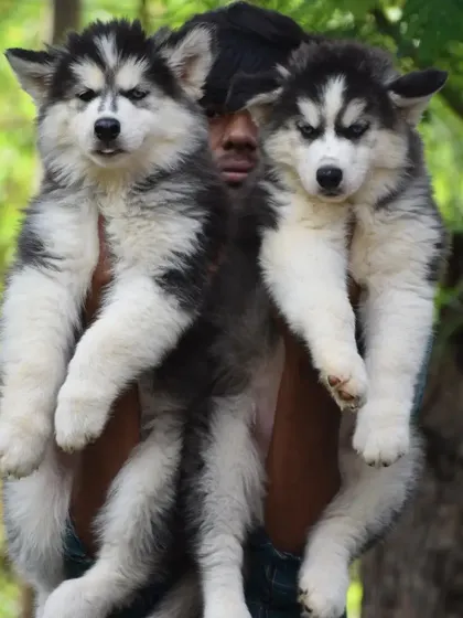 Two of our cutest woolly coat Husky puppies, held up to show their size and fluffiness.