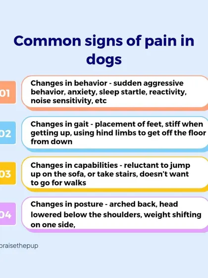 This infographic lists four key categories of pain signs: changes in behavior, gait, capabilities, and posture.