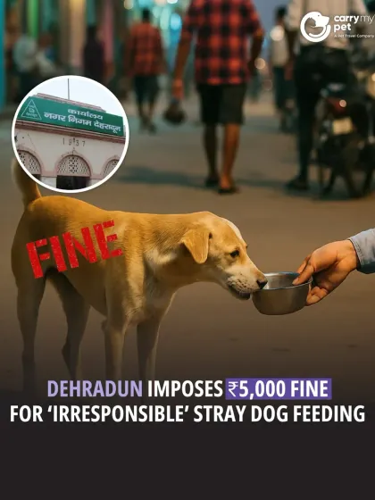 This news update highlights Dehradun's decision to impose a ₹5,000 fine for 'irresponsible' stray dog feeding, a move aimed at promoting public hygiene.