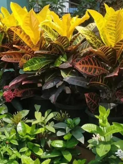 A vibrant display of Croton Petra plants at my nursery, known for their fiery yellow, red, and green leaves. These hardy shrubs are excellent for adding a splash of permanent colour to balconies and outdoor garden spaces.