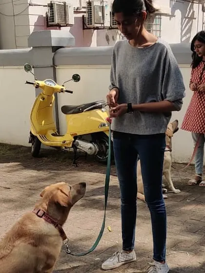 Practical, hands on sessions were a cornerstone of my certification. Here, we are practicing leash skills and focus exercises outdoors, learning to apply training principles in real world environments with distractions.