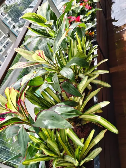 A top-down view of the variegated foliage in a balcony planter, showing the healthy leaves and dense planting style I use.