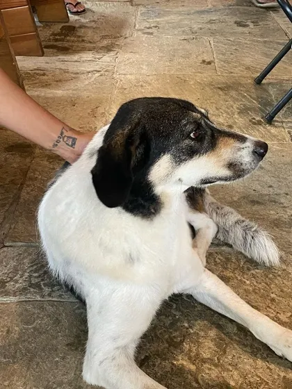 Our resident doggo getting some well-deserved affection. Our pets are an integral part of the warm and welcoming atmosphere at the retreat.