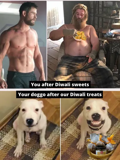 A fun meme showing how our healthy Diwali treats will only make your doggo happy, not fat. And yes, all our treats are human-grade, just in case you get tempted.