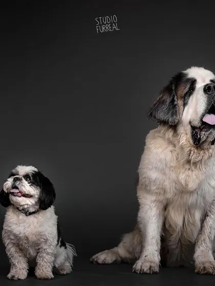 Big or small, I cook for them all. I create a custom dog nutrition plan for every pooch, whether they're a tiny Shih Tzu or a giant Saint Bernard, based on their unique needs.