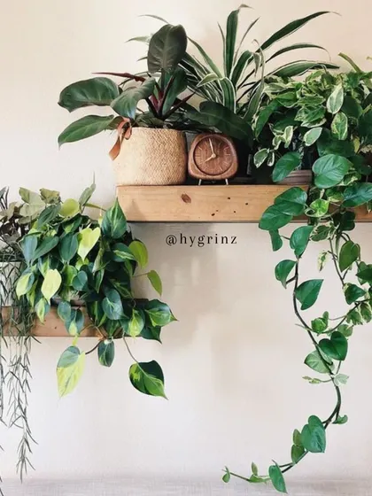 An example of a beautifully styled indoor garden on wooden shelves. Mixing different types of plants with varying leaf shapes, colors, and growth habits creates a lush, jungle-like feel.