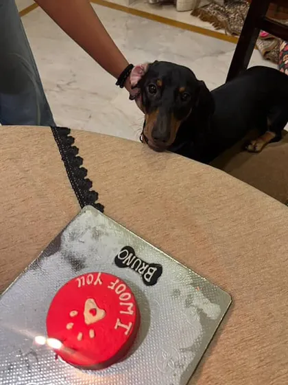 Bruno the dachshund gives his approval for his "I Woof You" mini cake. It's the perfect little treat to show your pup some extra love any day of the year.