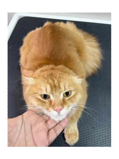 Simba the domestic long-haired ginger cat. Even adopted community cats deserve to be pampered and feel their best.