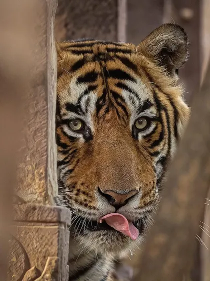 The 'King of the Hunting Palace' peeking from behind a pillar. This shot is classic Ranthambore, blending the majestic tiger with the park's rich history.