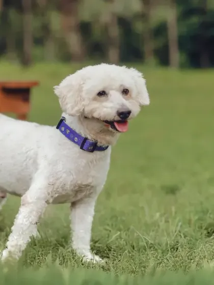 A happy white poodle enjoying the fresh air at a dog camp. Outdoor sessions are perfect for energetic dogs who love to explore.