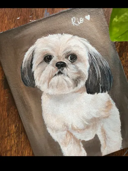 The full portrait of Rio the Shih Tzu. The simple, warm background helps his sweet face stand out.
