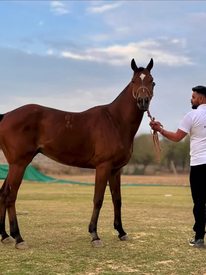 Here is another new addition to our family. I carefully select each horse for its potential, temperament, and suitability for competitive riding.