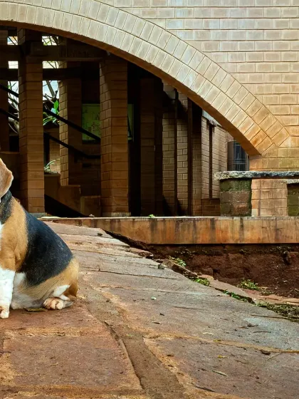 My muse, Scamp, posing in front of an exposed-brick building. This is where my two worlds collide: the clean lines of architecture and the delightful chaos of a beagle.