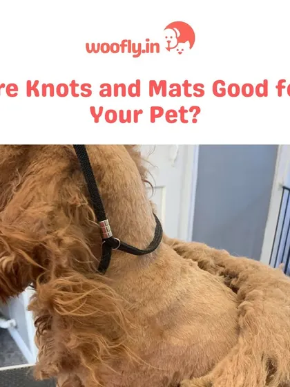 This image shows how severe matting can get. Professional intervention is necessary to safely remove mats and ensure the coat grows back evenly.
