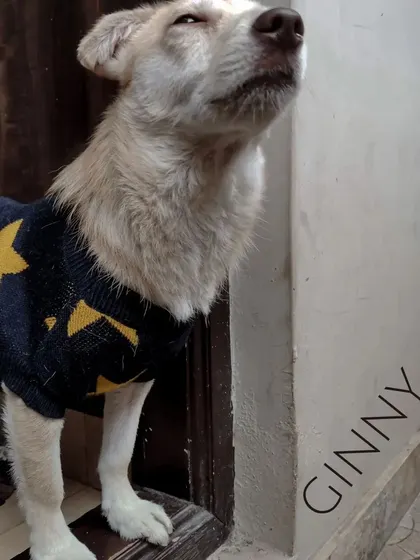 Meet Ginny, a tiny dog with a huge, brave personality. She may be small, but she has the heart of a lion.