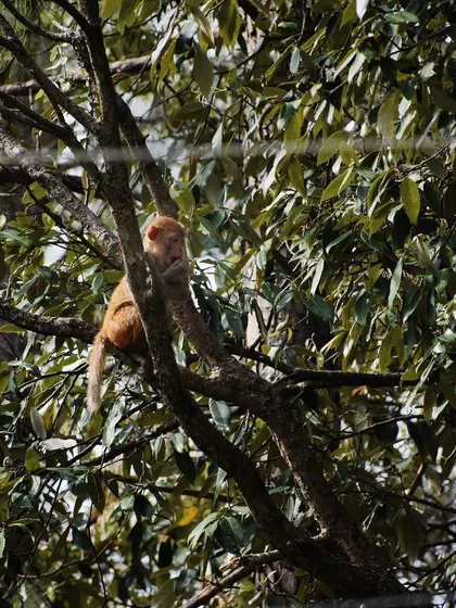 A monkey perched high up in a tree, observing the world from above.
