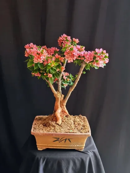 This twin-trunk style Bougainvillea offers a unique and balanced composition. The delicate pink blooms are distributed beautifully across both branches, creating a harmonious display.