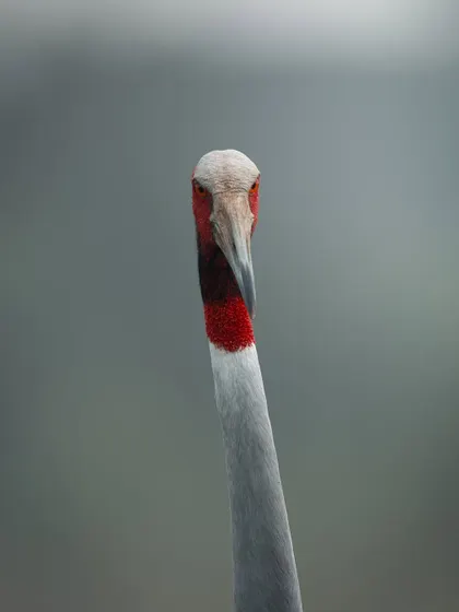 A direct, inquisitive look from a Sarus Crane. This kind of eye-level portrait creates a strong connection between the subject and the viewer.