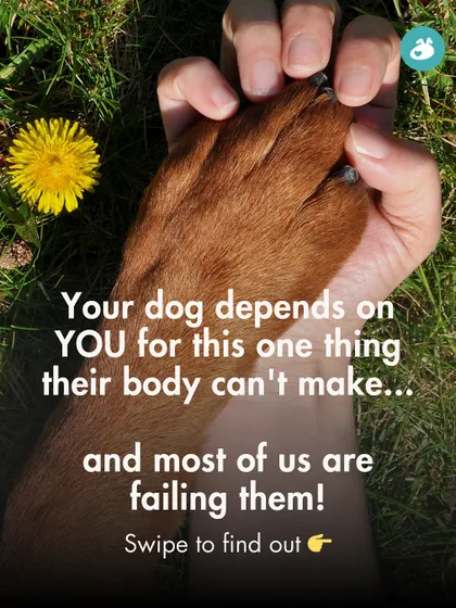 Your dog's body can't produce Omega-3 fatty acids on its own, making supplementation crucial. This post introduces the importance of this essential nutrient for your dog's overall health and well-being.
