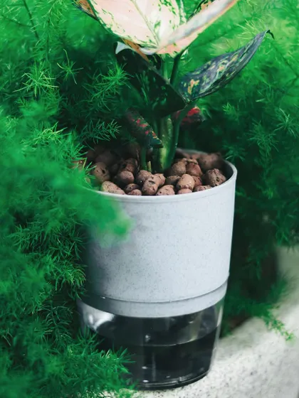 The clear reservoir at the base of this self-watering planter is its secret weapon. You can see the water level and the wick that draws moisture up to the Aglaonema, surrounded by lush ferns.