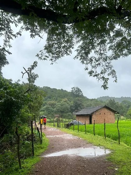 A walk down a village path, with paddy fields on one side and a traditional house on the other. This is the heart of Malnad.