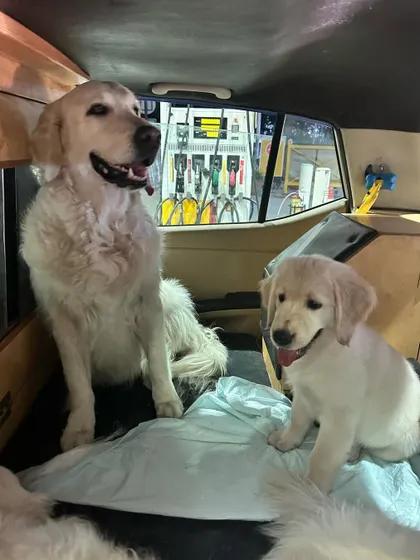 Getting a puppy comfortable with car travel is essential. These photos show Pepper learning to share space and relax during car rides with my dogs. Early and positive exposure to travel helps create a dog that is a great companion for all of life's adventures.